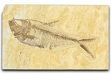 Detailed Fossil Fish (Diplomystus) - Wyoming #348043-1
